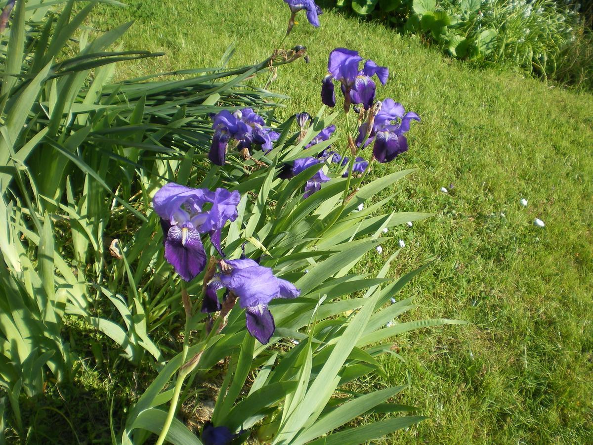 Ferme Manoir La Fiere Bed & Breakfast Sainte-Mere-Eglise Bagian luar foto